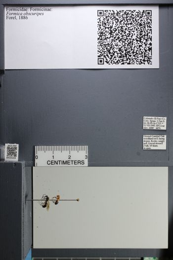 Media type: image;   Entomology 525223